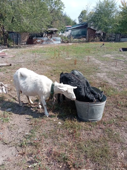 Сауылатын ешкі екі лағымен