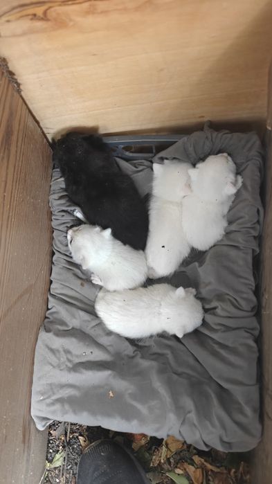 Дарю котят с кошкой
