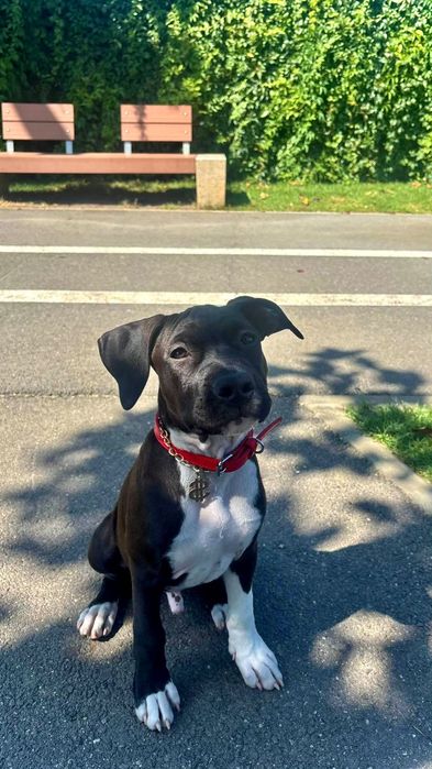 Pui American Staffordshire