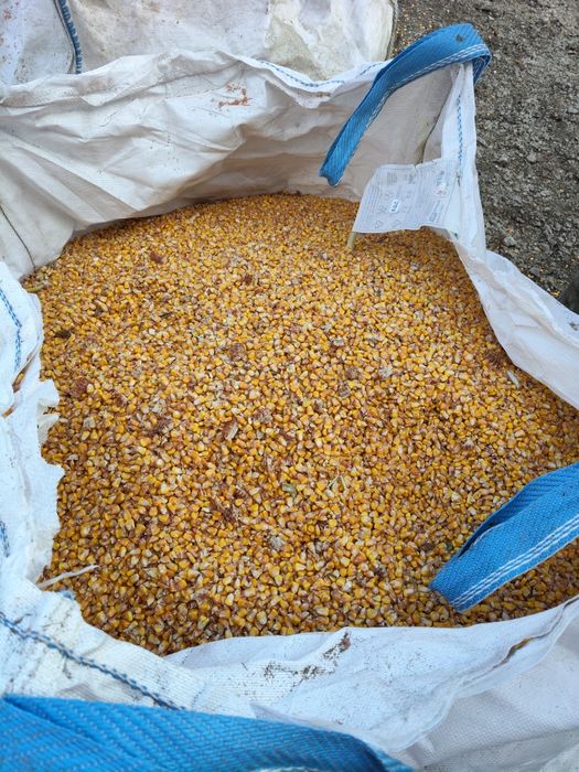 Porumb boabe de vanzare