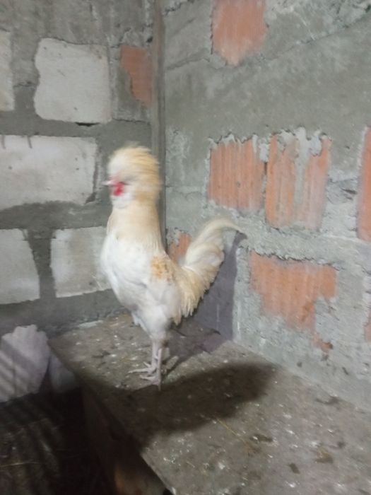 Pachet paduana și Moțată olandeza