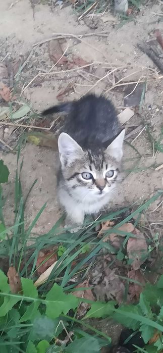 Подарявам котенца