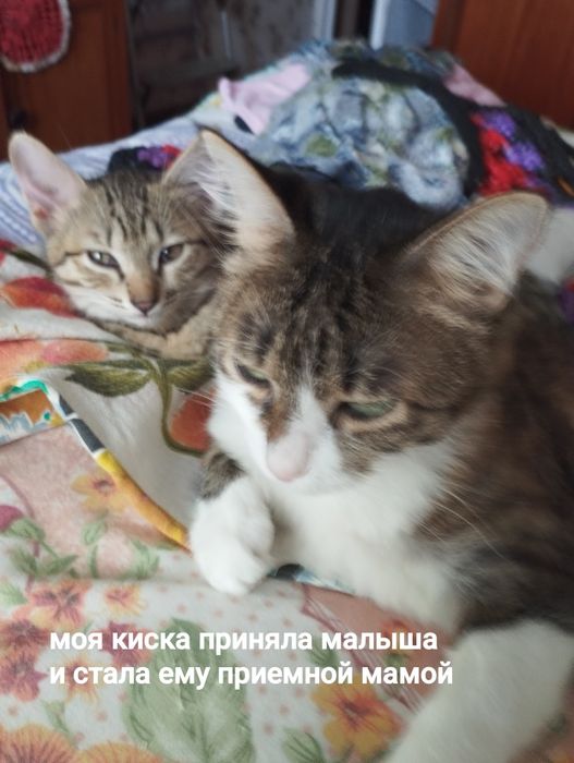 Отдам в добрые руки