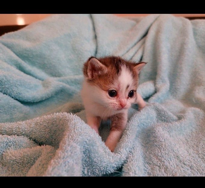 Котята шиншиллы  1 месячные