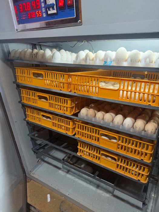 Инкубатор бизон на 1056 яиц