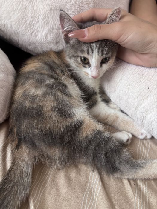 Бесплатно отдам котят в хорошие руки