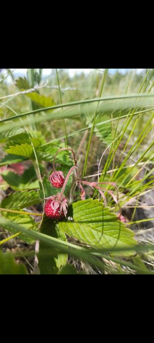 Продам участок под строительство