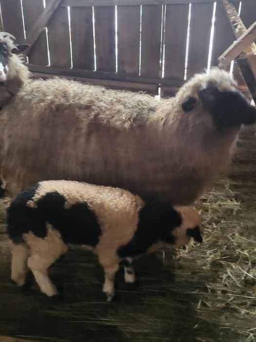 Oi de vanzare din suceava