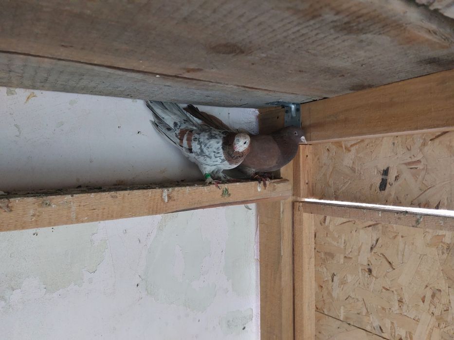 Кептер Құс Голуби