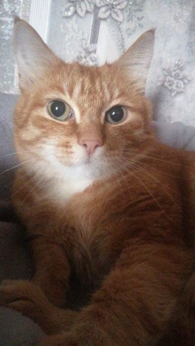 Молодой котик кастрат