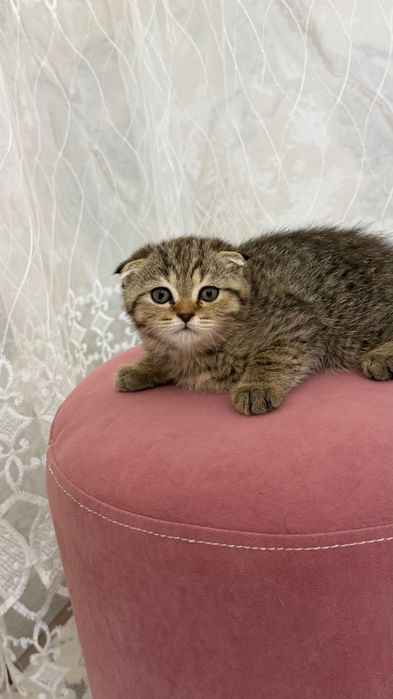 Продаётся котята