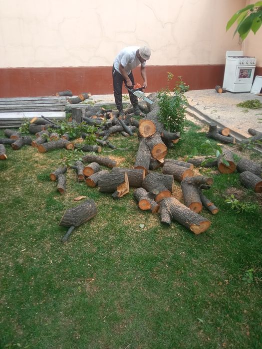 Дарахт кесиш.  7/24