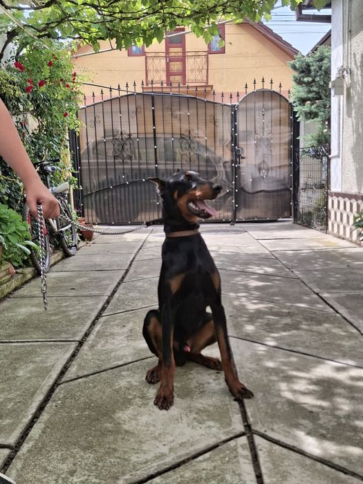 Vând Câine Doberman