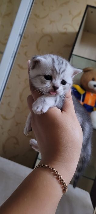 Продажа шотландских котят