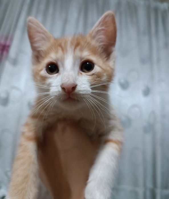 Отдадим, котят даром