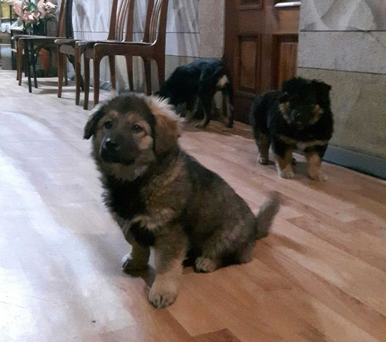 Щеночки-звоночки