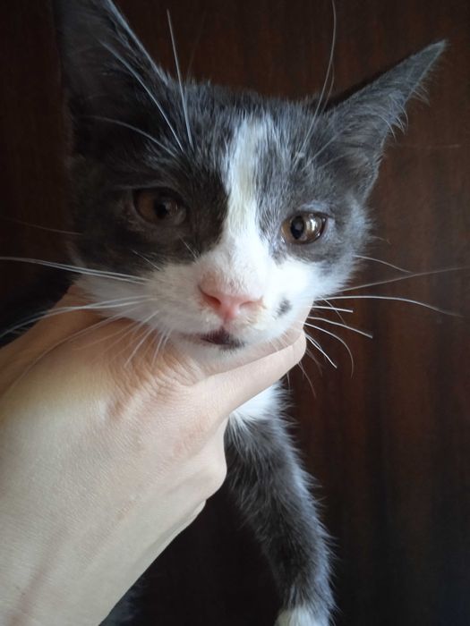 Красивые котята -девочки, 3 месяца.