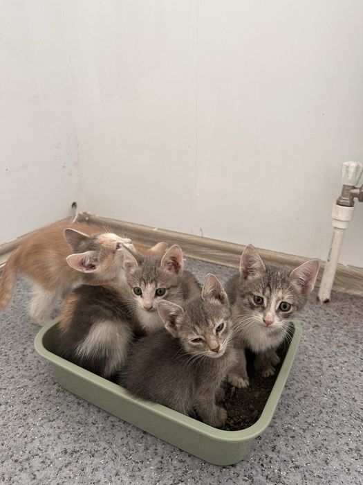 Отдам котят в добрые руки