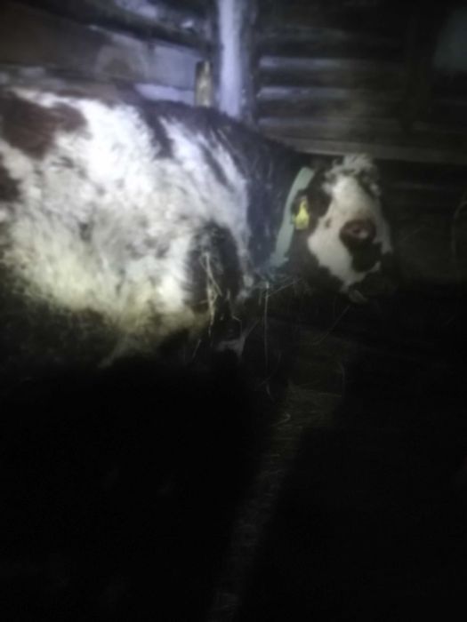 Продам быка с откорма стоит 3 месяца стоит, 
Пожаловаться