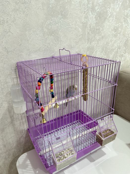 Продам волнистого попугая