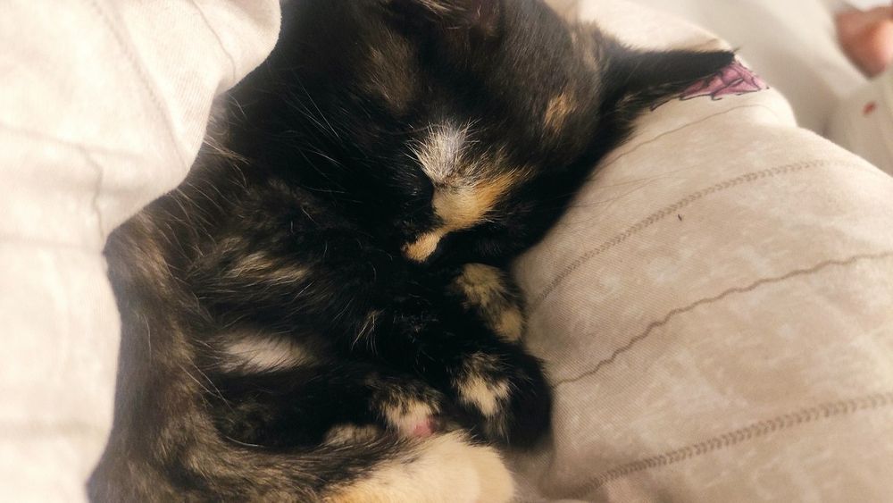 Uy Mushugi qiz bola emlangan soglom