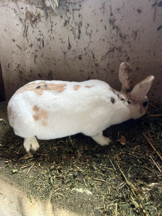 Iepuri Rex pitic tricolor !