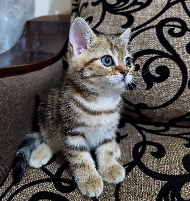 Продаются котятки