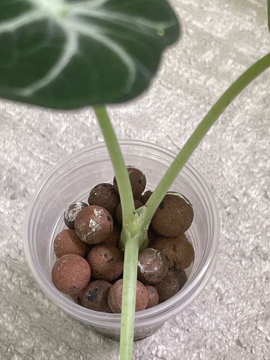 Продам Алоказию Ниндзя