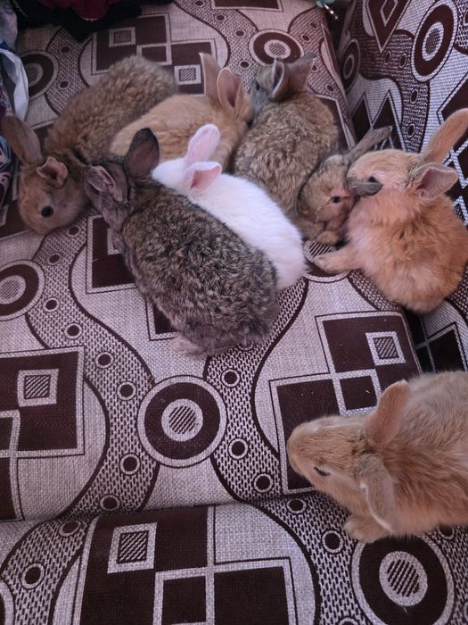 Продам крольчат крупной породы