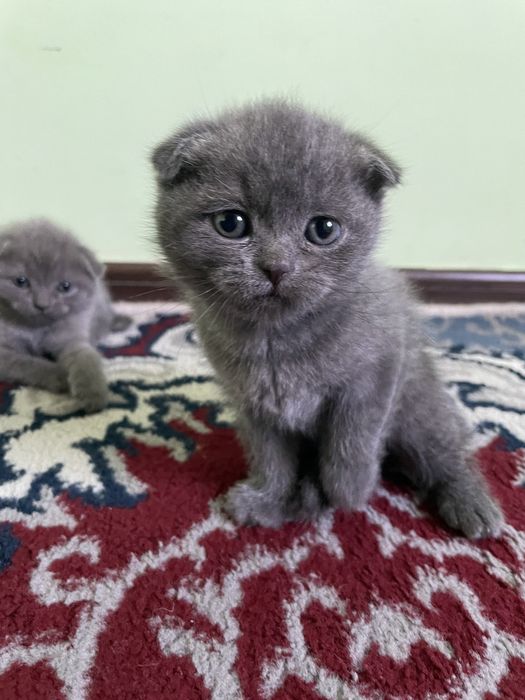 mushukchala sotiladi! scotish fold,strayt