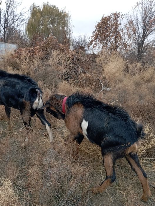 Козел альпийский ЧП