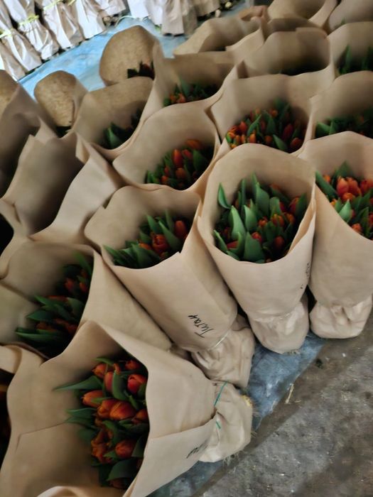 Тюльпаны на 8 марта