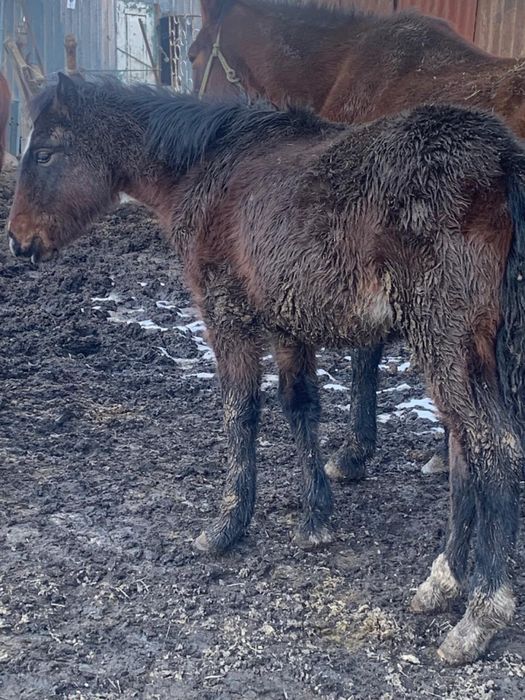 Жеребята разные