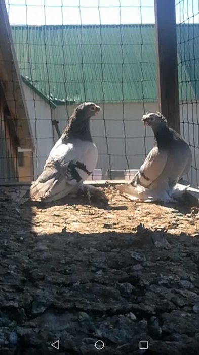 Продам готовую пару