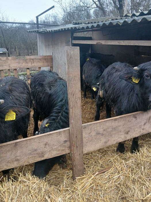 Bivoli cu acte de vinzare