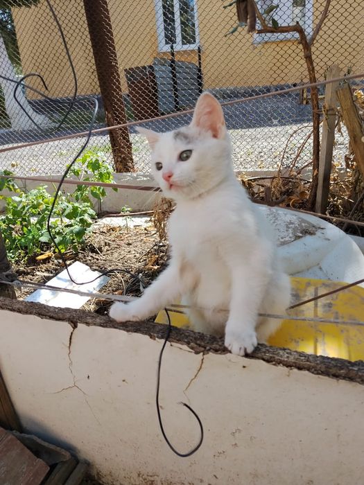Ласковый котик мальчик