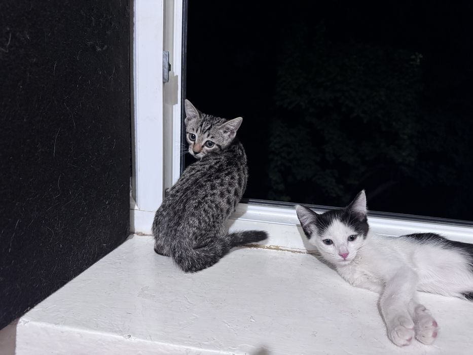 Котята 2 шт мальчик девочкк