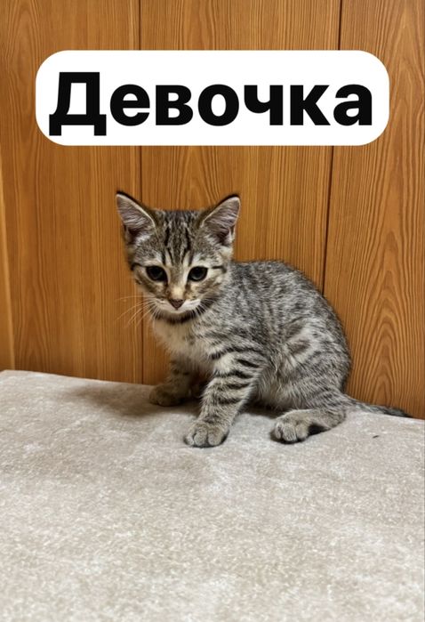 Котята в хорошие руки