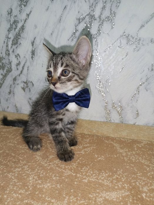 Котята котята котята