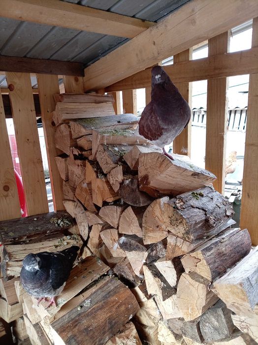 Porumbeii,cine dorește ii donez