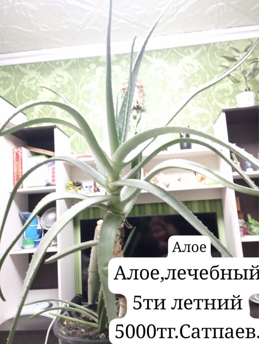 Алоэ лечебный 5ти летний