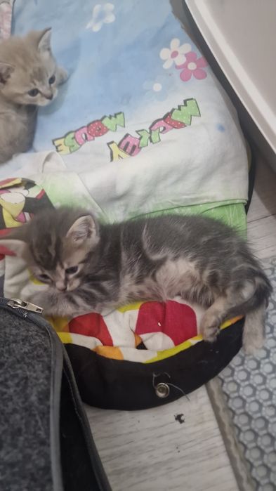 От папы Манчкина мальчик 1,5м