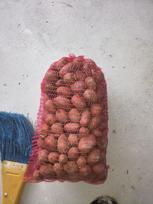 Vând cartofi sămânța clasa B