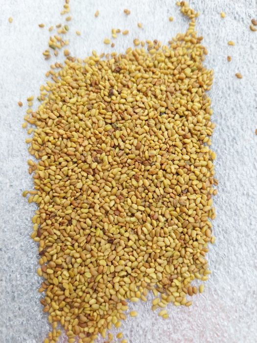 Lucernă~Trifoi~Ghizdei