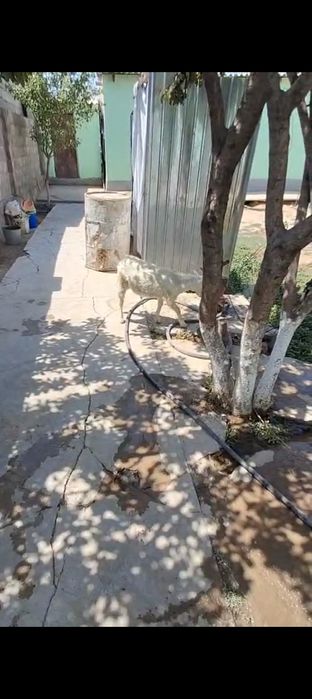 Орыс теке лак сатылады