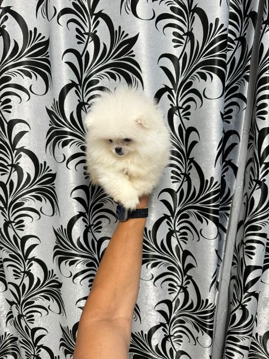 Pomeranian fetita
