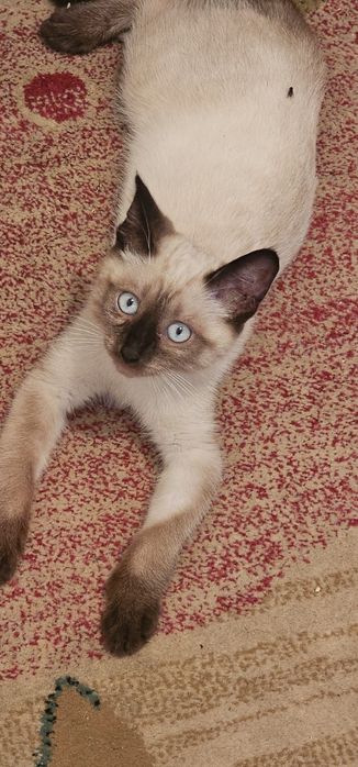 Сиамский котенок в добрые руки