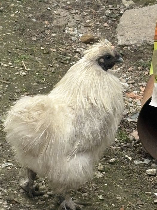 Oua , si cocoși mătase japoneza alba 2024 !