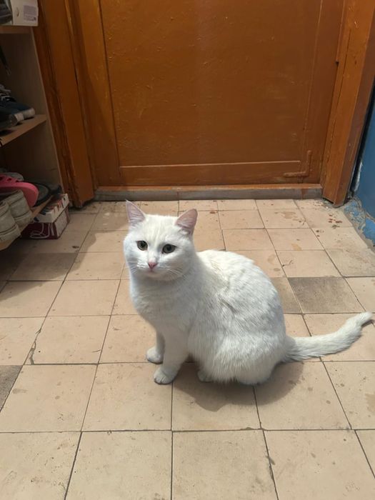 Очень красивая белая кошка ищет дом