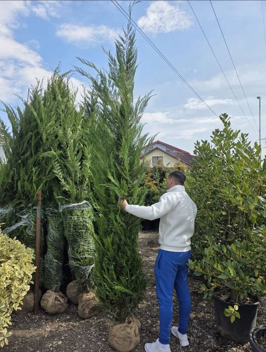 Tuia Leylandii înălțime 2.50m 2.60m